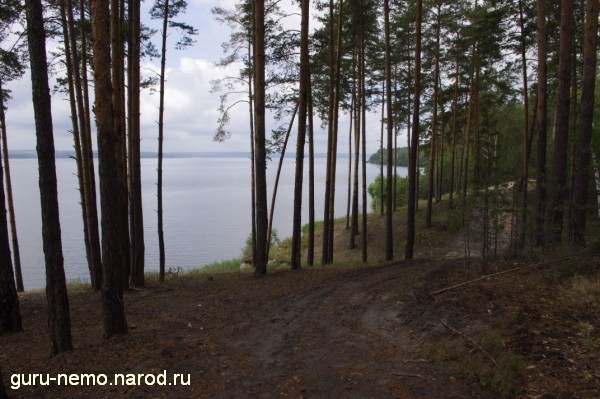 Сосновый лес на берегу Сосновый лес на берегу